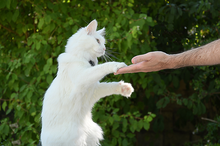 livre animaux du lien